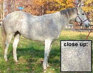 MARKINGS A marking is a visual change of predominant coat color of a horse.