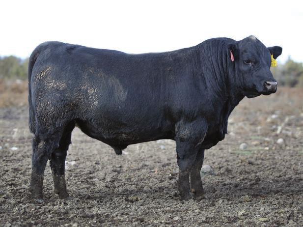 1% Marbling with Best 5% REA Grade Like Angus? The bulls on this page would average in the best 2% of all non-parent Red Angus bulls for Marbling!