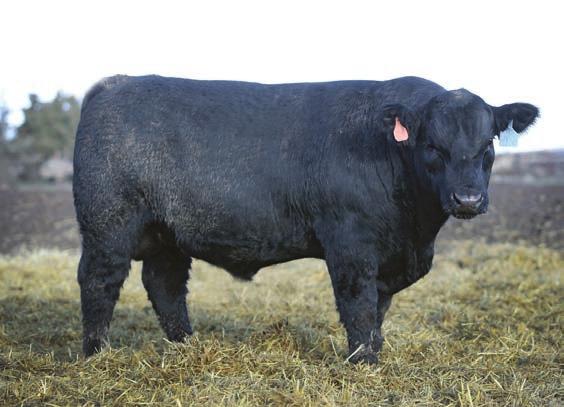 CK Breakout 4130B Deep ribbed, heavily muscled Breakout son with an 18 CED to 100 YW EPD spread Lot 36 - Bar CK X38 4211B It is a rare individual that is breed average or better for all 15 EPDs.