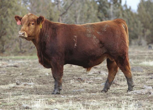 with top 2% Marbling, Top 1% API & Top 5% TI Breeds SIRE MGS NOTES 3/4 SM, 1/4 AN BAR CK PEYTON 925Z GW PREDESTINED 701T 3/4 SM, 1/4 AN HOOKS SHEAR FORCE 38K G A R SELECTIVE gepds, Heterozygous Black