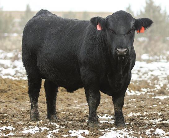 Yield Grade and Quality Grade Lot 87 - Bar CK B1206Y 4094B Cow Herd Builder: Best 4% Maternal Calving Ease plus top 10% Docility and still in the top 20% for both Marbling & Tenderness.