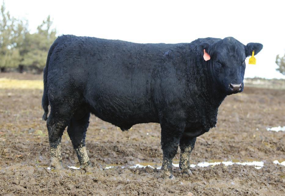 Stout till the end... Top 9% API, Top 15% TI, Top 7% Marbling, Lot 96 - Bar CK 667Z 4047B Stout bulls till the end indeed; we find this deep, thick son of Breakout 7 lots from the end of the sale.