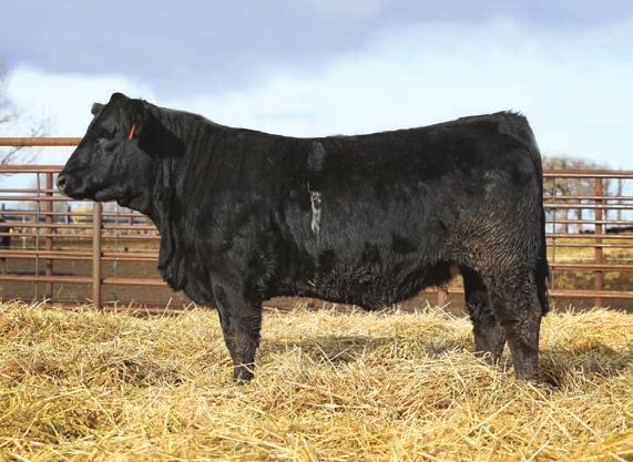 Profit Never Looked So Good... Front Pasture Females that excel for API and TI Lot 212 - Bar CK MS 925Z 4026B Super Balanced - every trait above breed average!