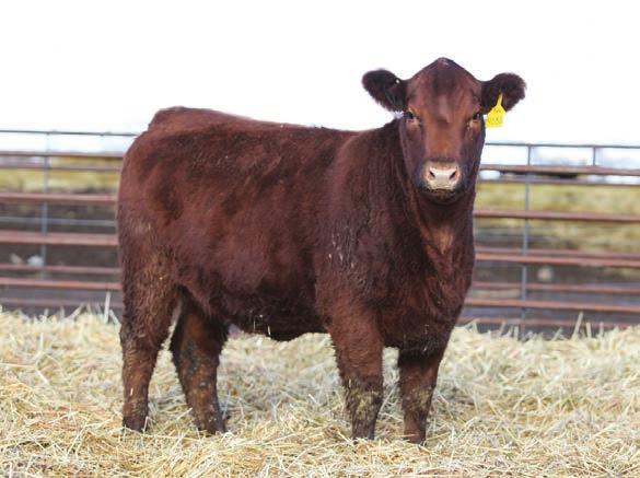 Bar CK Bred Heifers Our most genetically advanced females Lot 215 - Bar CK MS X7879 4037B Sire, Paramount ranks in the top 1% for Stay Lot 217 - Bar CK MS X7879 4056B Paramount ranks in the top 3%