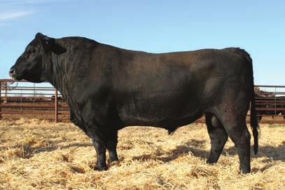 Reference Sires Sires of Bulls, Heifers and Service Sires of Bred Females BAR CK TEBOW 1006X ASA #: 2614607 Tattoo: