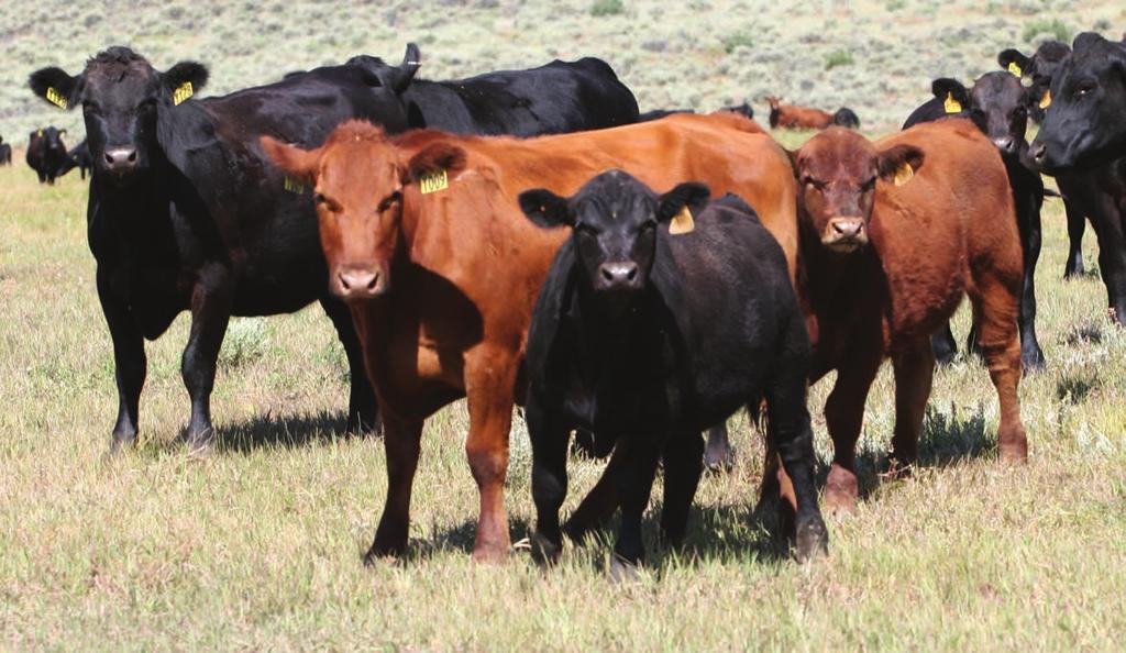 Predicting Profit Economic Indexes Simplify Selection Ask a group of Ranchers, What s the most important trait for your sustained success?