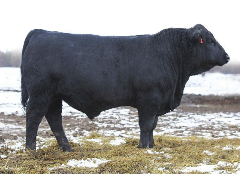 Rare & Unique... Lot 2 Bar CK Peerless 4080B 3-Generation Out-Cross! Only 5 non-parent, half-blood bulls defy the antagonisms to rank in the best 3% calving ease and the top 1% for post-weaning Gain.