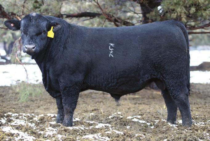 Lot 1 Bar CK Valedictorian 4170B Only 10 SimAngus non-parent bull combine 1.0 (or higher) Marbling and REA EPDs.