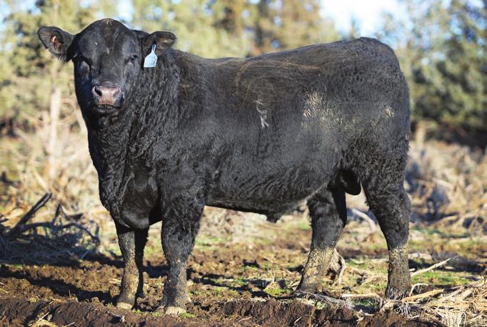 ...SimAngus TM Herd Sires that are hard to match!