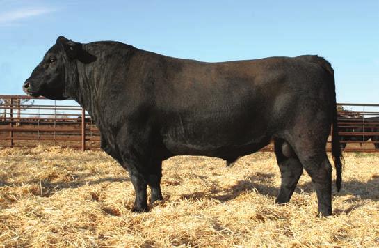 Profit Driven... Lot 5 Bar CK End-Product 4093B Half-brother to last year s high selling black SimAngus bull, going to Townsend Bros., White Sulphur Springs, MT.