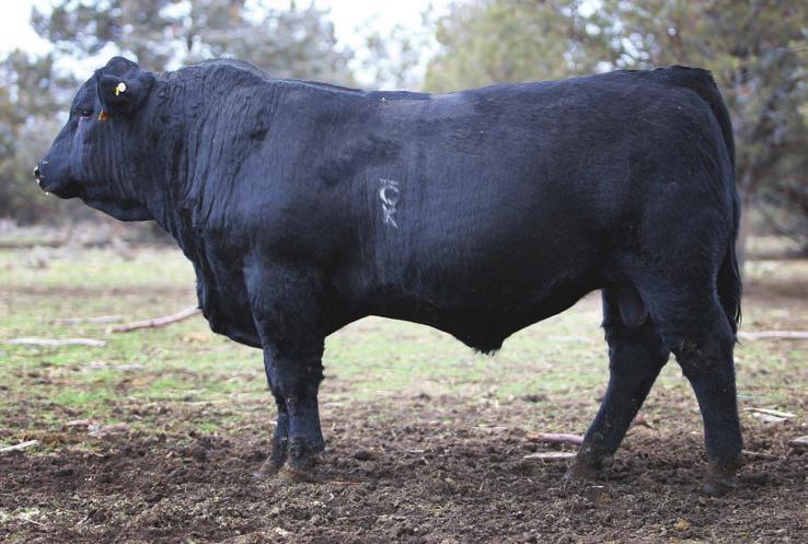 Plus - he s still in the best 20% for both Calving Ease direct and maternal. Lot Tattoo API TI CE BW WW ADG YW MCE MILK CW YG MARB Reg # DOB 5 4093B 186.5 99.1 14.0 1.3 76 0.31 125 8.2 20 47-0.14 1.