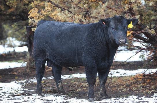 ...Age-Advantage SimAngus TM Bulls, That rank in the top 1% for both Profit Indices (API & TI) Lot 6 - Bar CK Rest Easy 4052B Lot 7 - Bar CK Snooze 4015B Half-brothers by Tebow that are both much