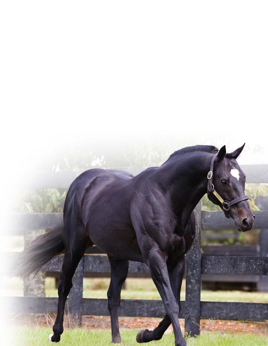 Westbury Stud & the Redwood Syndicate are proud to partner with Robert Logan & the Cancer Society by auctioning one 2015 stallion nomination to the Group 1 winning son of High Chaparral REDWOOD All