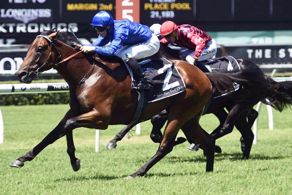 Telperion Street Cry s well-performed son Telperion will join Westbury Stud s stallion roster this coming season and will stand for a fee of $5,000+gst.