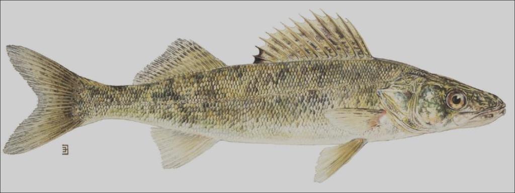 A population of fish with a large number of year classes is considered healthier than a population of the same species, living in similar habitat, with fewer year classes.