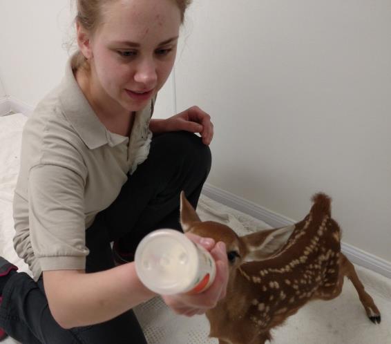 IN THEIR OWN WORDS Spring Intern Katie Fitzke, Wausau, WI When I applied as an intern my basic understanding of wildlife rehabilitation, as I m sure is the belief of many, was simply the care of