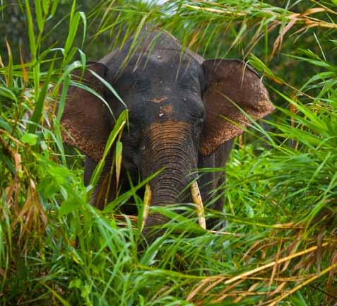 COM / JUAN CARLOS MUNEZ / WWF Buy FSC and you can help save forests When you buy FSC products you are taking a big step to ensure the survival of species like the Bornean pygmy elephant.