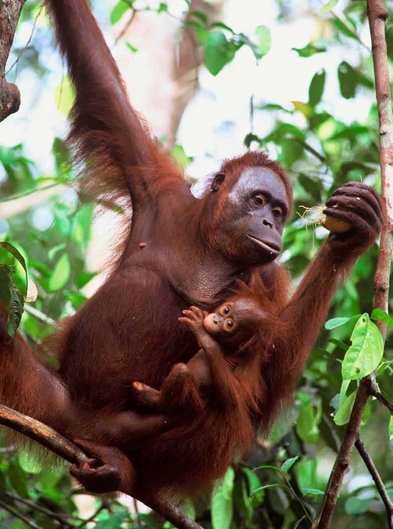 Baim: the story of a rescued baby orang-utan Baim is just one of the tiny orang-utan babies you have helped to rescue from starvation and certain death.