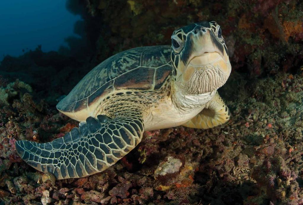Reef crisis! Queensland floods, cyclones and now a deadly virus - marine turtles on the Great Barrier Reef are dying daily of starvation and the agony of disease.