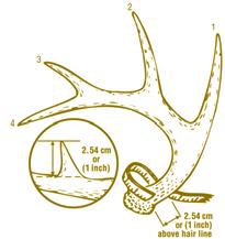 42 WANTED: Antler Measurements and Deer Jawbones Information on buck antler size and circumference can be used as an indication of herd condition. Age data is just as important.