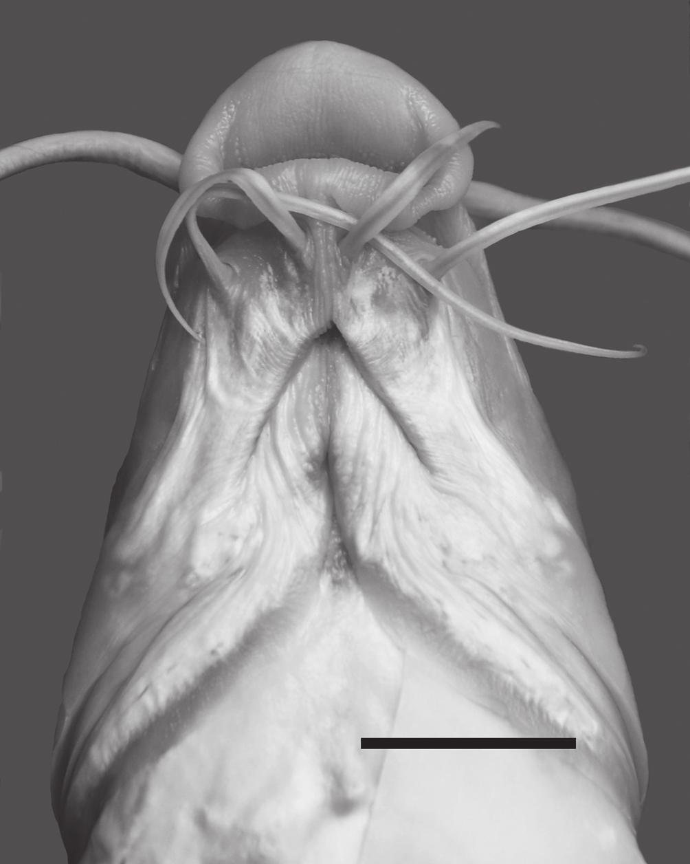 Snout long, pointed (contained 1.9-2.2 times in HL). Anterior cranial fontanelle narrow, oval, anterior margin nearer to posterior nostril than eye and finished before posterior margin of eye.