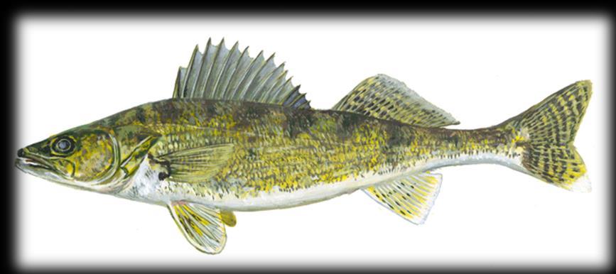 WHERE THE PROCESS IS NOW: WALLEYE Based on LEPMAG recommendations: Updated assessment model adopted New HCR