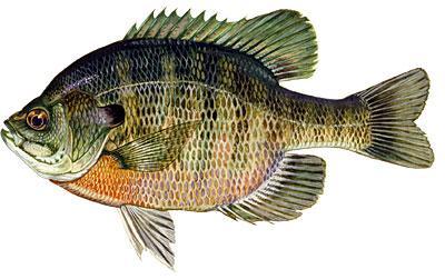 Bluegill are hard fighters, hit a variety of baits, and are abundant in most rivers and lakes. Known as a tasty pinfish.
