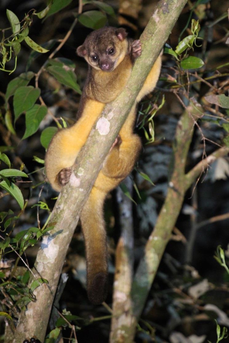 One of our main targets was the pygmy or silky anteater, as I had never seen this animal in the wild and we were both excited about the very real possibility of finding such a rare creature.