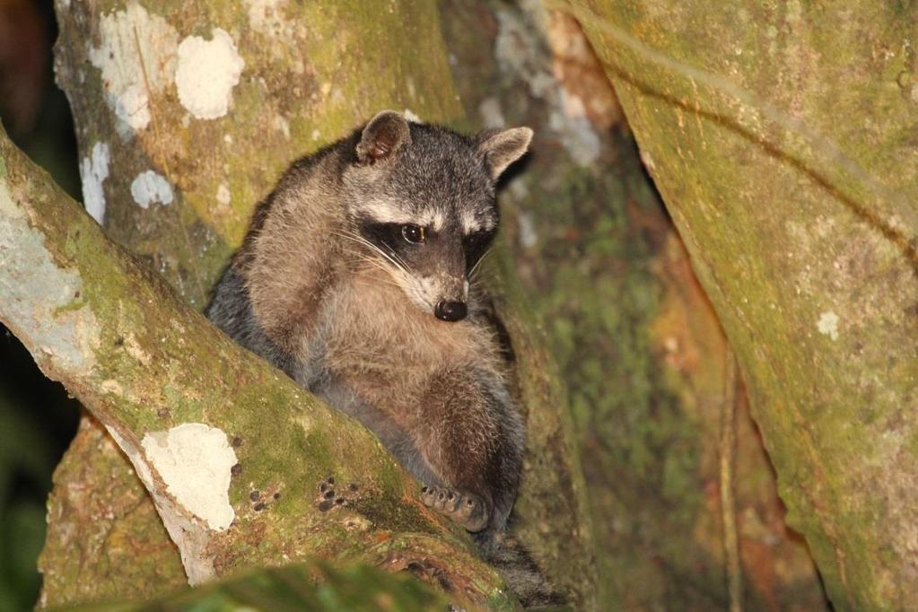 Herds of peccaries and all four primate species were routinely observed and we were even fortunate enough to enjoy a riveting half an hour with a foraging northern tamandua, the one animal that had