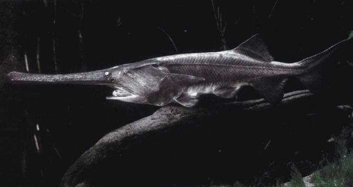 Scientists believe these pores can sense the electrical fields created by the tiny animals the Paddlefish eat.