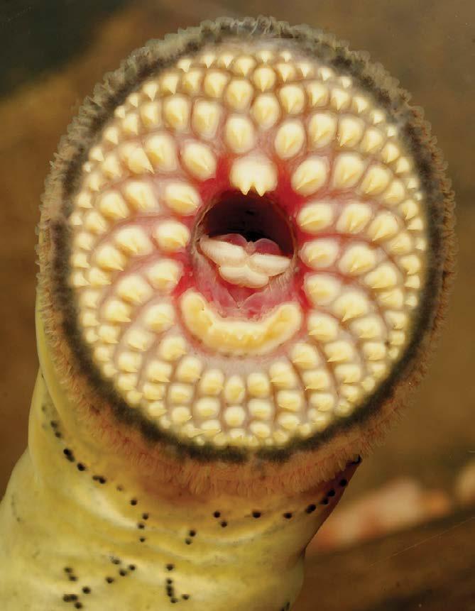 There are two types of lampreys found in Pennsylvania: parasitic and nonparasitic. Parasitic lampreys feed on the blood and body fluids of other fish.