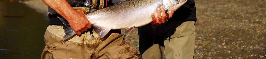 are searching for extraordinary wilderness Trout fishing, in terms of both size and numbers of fish.