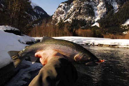 their weakest. As Spring wears on and the freshet begins, the Cutthroat begin to exit the rivers in April to live the Summer out in the relatively low salinity of the surface water in Bute Inlet.