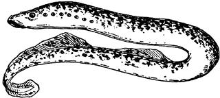 Name Date Class Lesson 3: Ecology of Lamprey 1. Pacific Lamprey play several important beneficial roles in our environment.