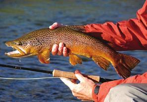His Walk and wade fishing for large resident trout in remote Chilean Tierra del Fuego angling options are vast and varied with access to sea-run fish in several low key locations, as well countless