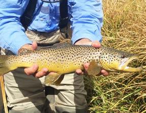 Rainbows, Cutthroats and Brook Trout a true fly fishing paradise!