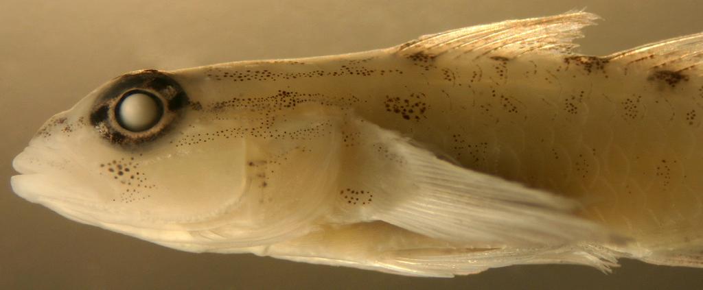 Coryphopterus personatus (Jordan and Thompson) and Coryphopterus hyalinus (Bohlke and Robins) are hovering, not benthic, species with divided and unmarked pelvic fins, dark masks from the snout