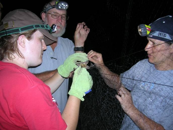 Capturing Bats with Mist Nets Mist nets are used by bat biologists to harmlessly capture bats for research purposes.
