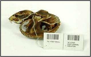 All specimens and corresponding tissues are bar-coded for inventory purposes.