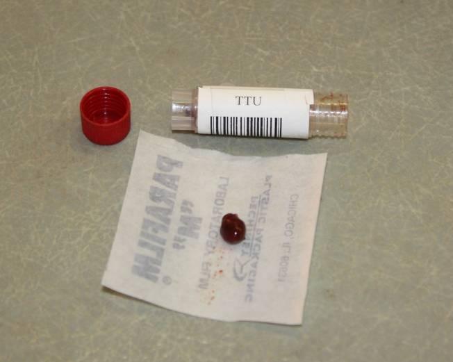 A frozen kidney sample, removed from its tube and ready to be subsampled for a research loan. Note the barcode label on the tube.