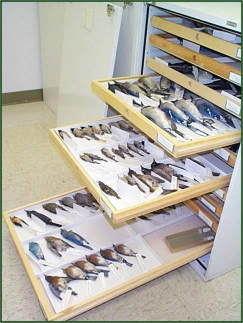 Collection  Ornithology
