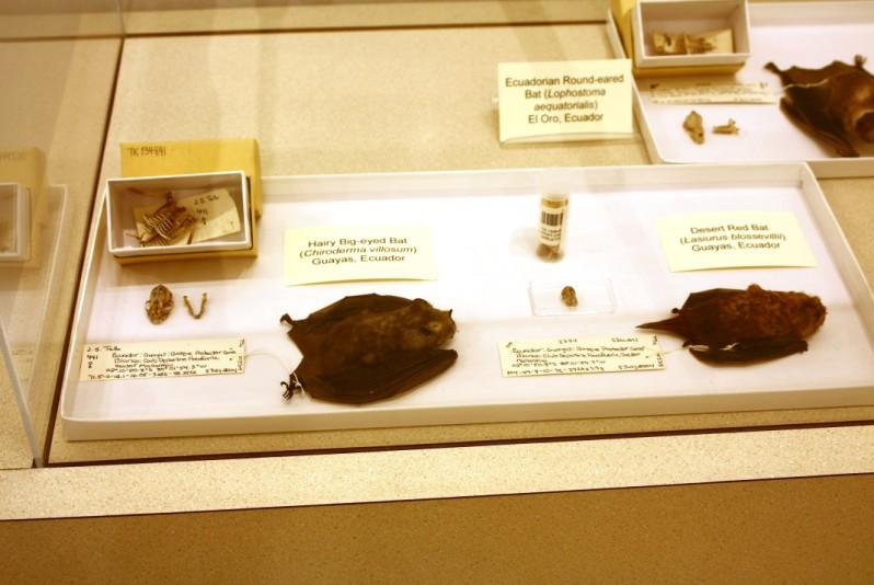 The majority of the specimens are archived at the Natural Science Research Laboratory, while others are archived at