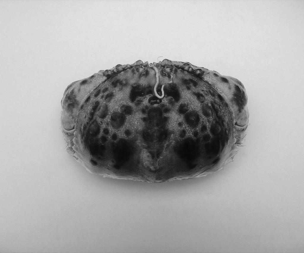 604 NOTES AND NEWS Fig. 2. Calappa granulata (Linnaeus, 1767). Specimen of the shamefaced crab from the Northern Adriatic (CL = 7.5cm,CW = 9.6cm,W t = 234.5 g). a hypothesis of passive transport.