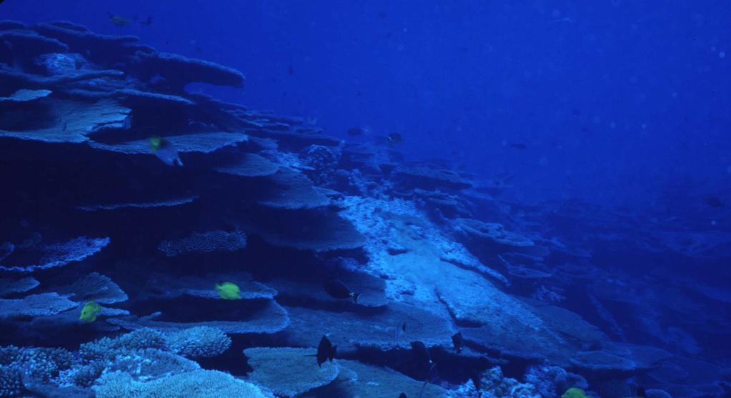 DoD Coral Reef Protection and Management Program questions? contact Phil Lobel at plobel@bu.