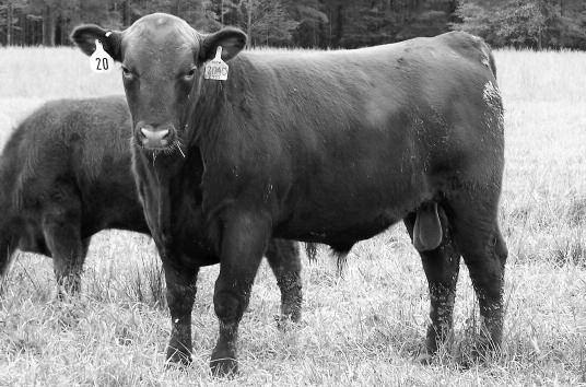 Yearling s All bulls have been GGP-LD and have genetically enhanced EPDs.
