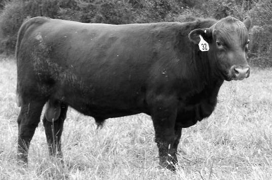 01 43 95% 89% 69% 86% 23% 67% 19% 25% 99% 84% 76% 97% 61% 99% Little more frame with this bull and excellent length of body PGSire is the Badlands Net Worth 23U bull 102 WW ratio Extremely well