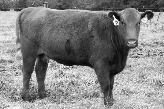 67 MPPA AI bred to Brown AA Prestigious on 5/4/2017 and PE to Redhill 176A Medal 37D from 5/26 8/1/201 Bred Heifers JEM Patriot Lady 111D Lot 36 Lot37 Bred Heifer 3584614 5-9-2016 D419 DIX OSBORN DIX