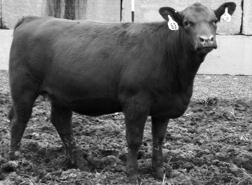 05/28/2016, BW 69#, WW 514# Out of a purebred red Simmental Out of a 1A Red