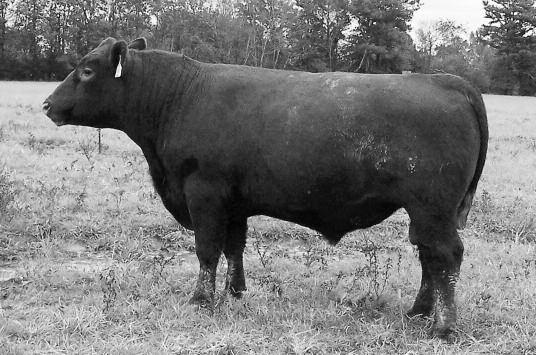 Coming 2-Year-Old s All bulls have been GGP-LD and have genetically enhanced EPDs.