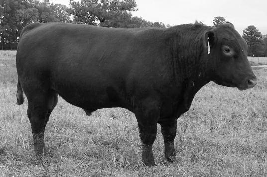03 48 64% 76% 74% 75% 3% 78% 97% 80% 82% 31% 66% 78% 10% 85% Very balanced son of Andras Thunder 2082 His sire was the high selling bull in last year s sale Dam from Estonia cow family posts a 100